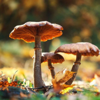 La biodiversitée de champignons