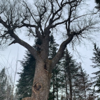L’arbre de la sagesse