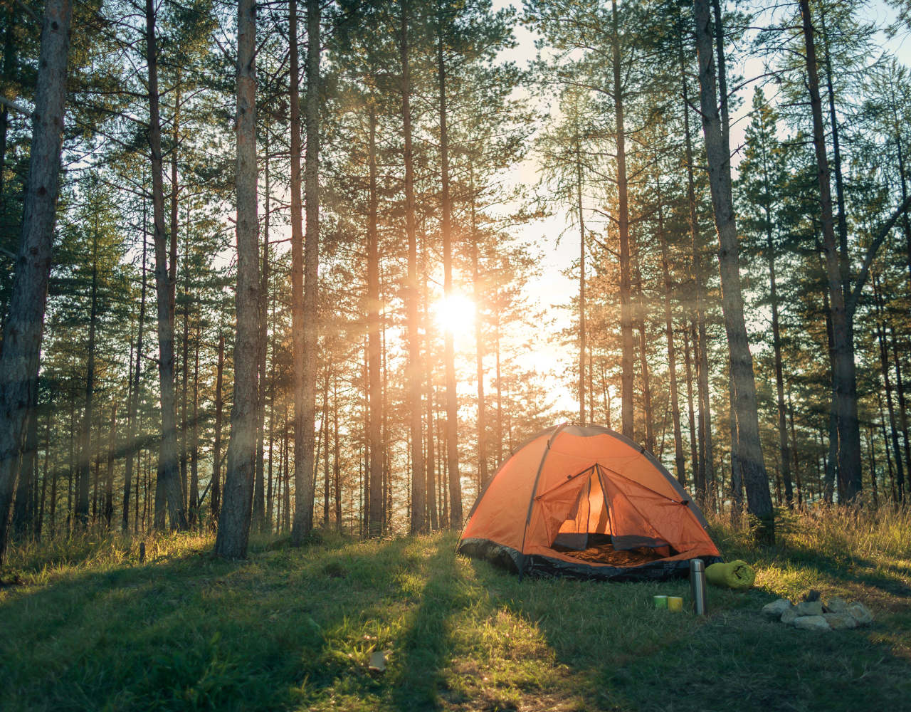 Pour une immersion authentique en nature Éco-chalets 1
