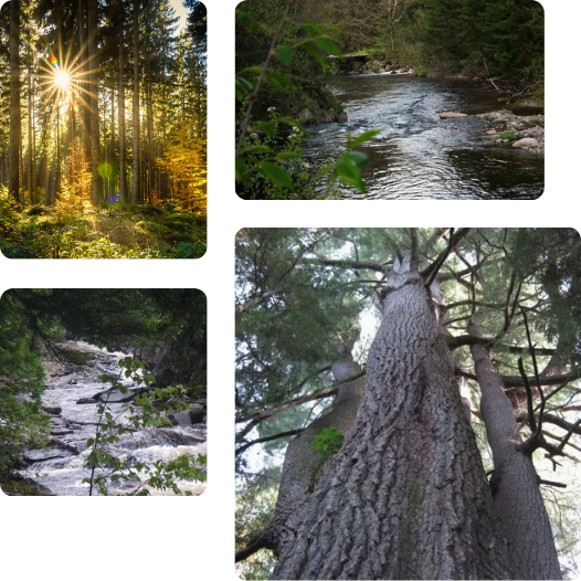 La fôret sacrée du Domaine OM SHAMWE