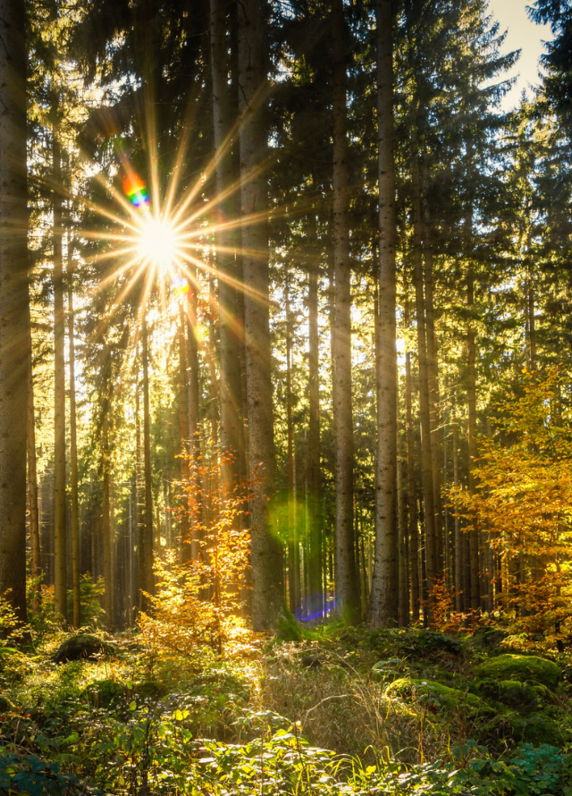 Soleil percent les arbres de la forêt du Domaine OM SHAMWE