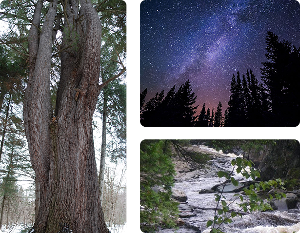 Le grand pin blanc, le ciel étoilée et la rivière du Domaine OM SHAMWE