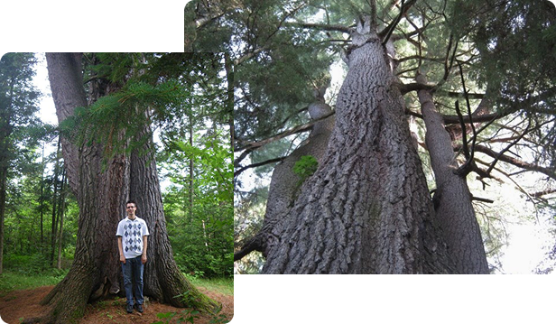 Le plus grand et le plus gros pin blanc du Québec